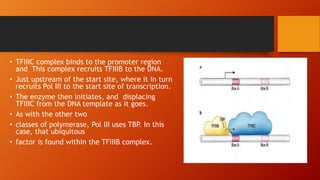 • TFIIIC complex binds to the promoter region
and This complex recruits TFIIIB to the DNA.
• Just upstream of the start site, where it in turn
recruits Pol III to the start site of transcription.
• The enzyme then initiates, and displacing
TFIIIC from the DNA template as it goes.
• As with the other two
• classes of polymerase, Pol III uses TBP. In this
case, that ubiquitous
• factor is found within the TFIIIB complex.
 