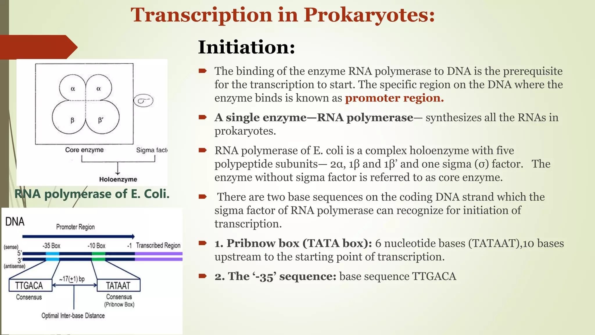 Transcription in Pro- & eukaryotes | PPTX