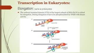 Transcription in Pro- & eukaryotes | PPTX