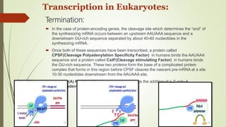 Transcription in Pro- & eukaryotes | PPTX