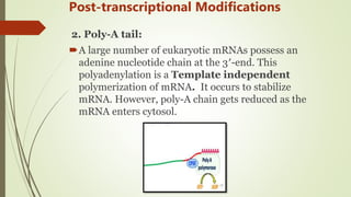 Transcription in Pro- & eukaryotes | PPTX