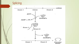 Transcription in Pro- & eukaryotes | PPTX