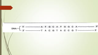 Transcription in Pro- & eukaryotes | PPTX