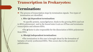 Transcription in Pro- & eukaryotes | PPTX