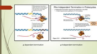 Transcription in Pro- & eukaryotes | PPTX
