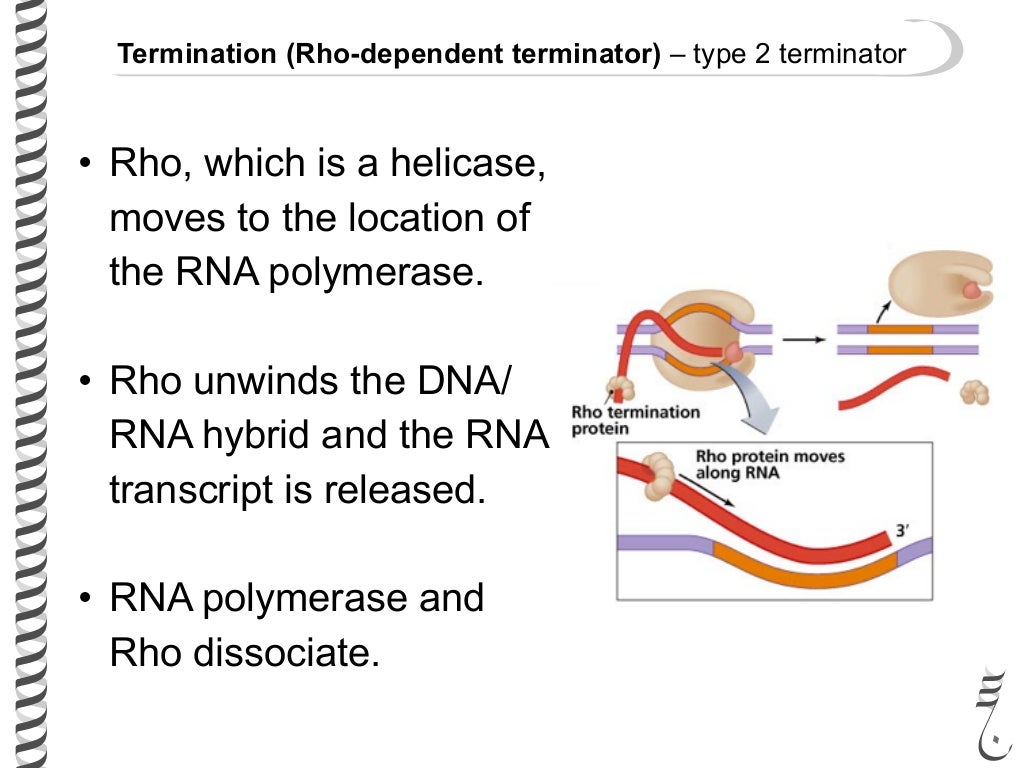 Transcription in prokaryotes
