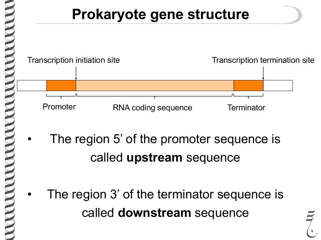 Transcription in prokaryotes