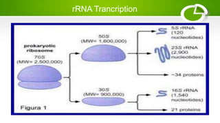 Transcription in prokaryotes:mRNA,rRNA and tRNA transcription. | PPT