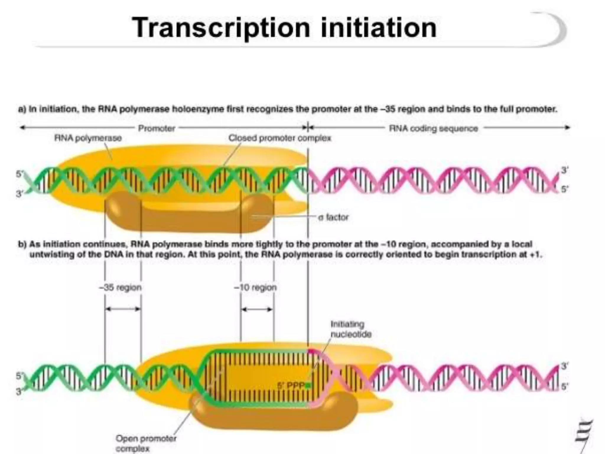 Transcription in prokaryotes | PPTX