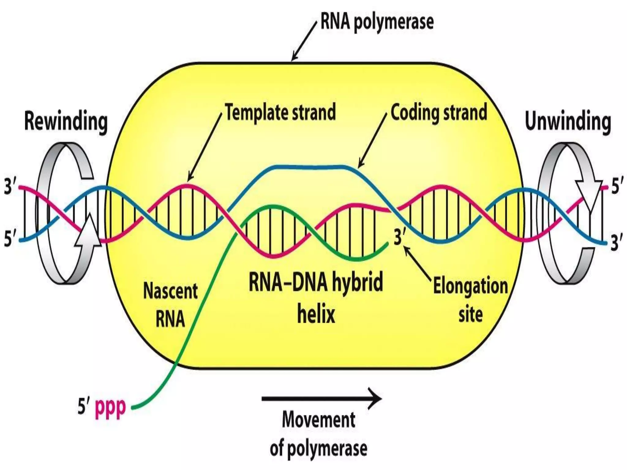 Transcription in prokaryotes | PPTX