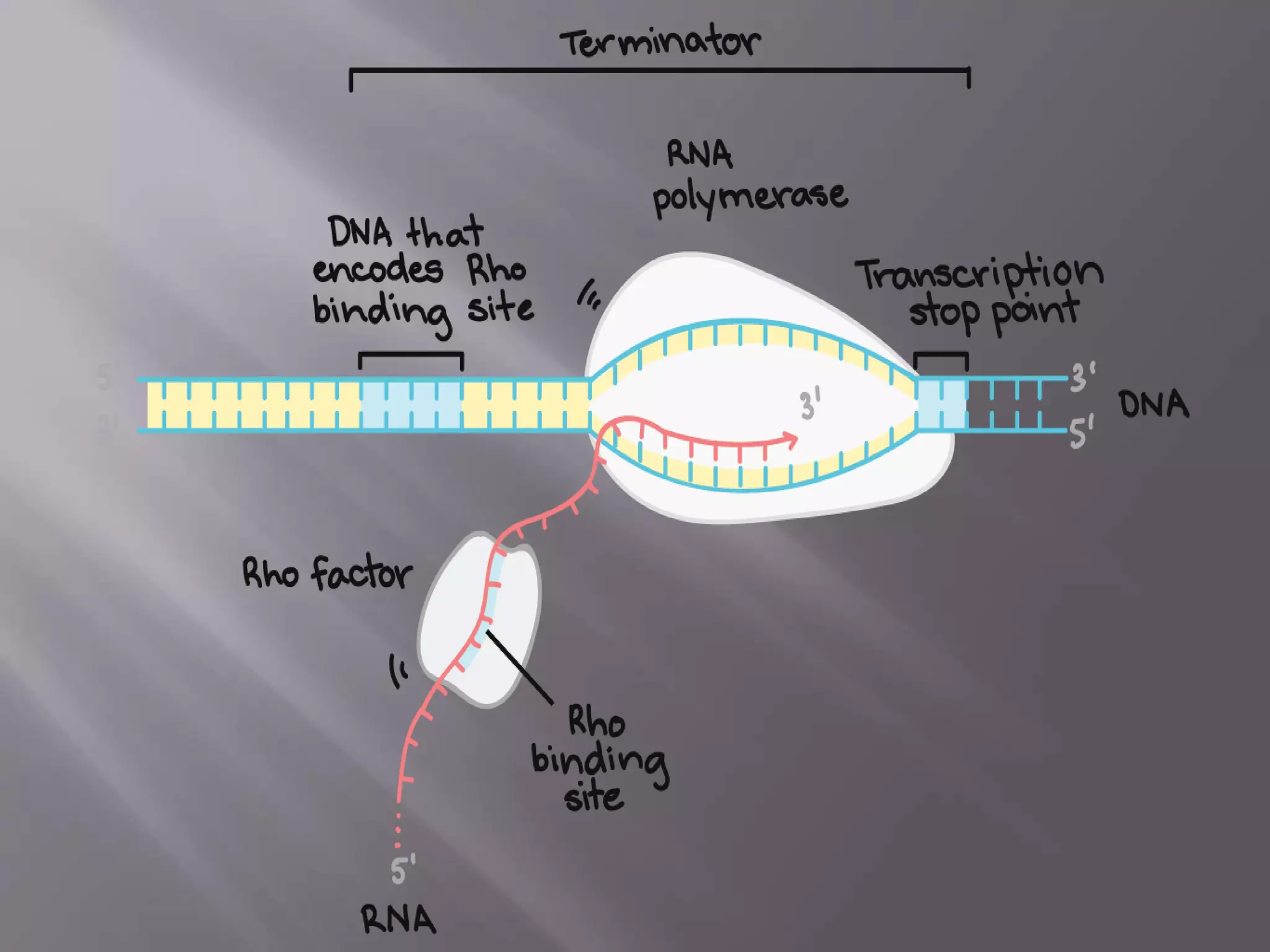 Transcription in prokaryotes | PPTX