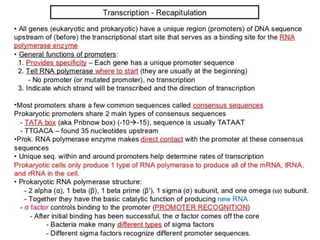 Transcription in prokaryotes | PPTX