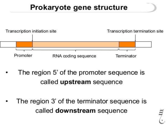 Transcription in prokaryotes | PPTX | Chemistry | Science