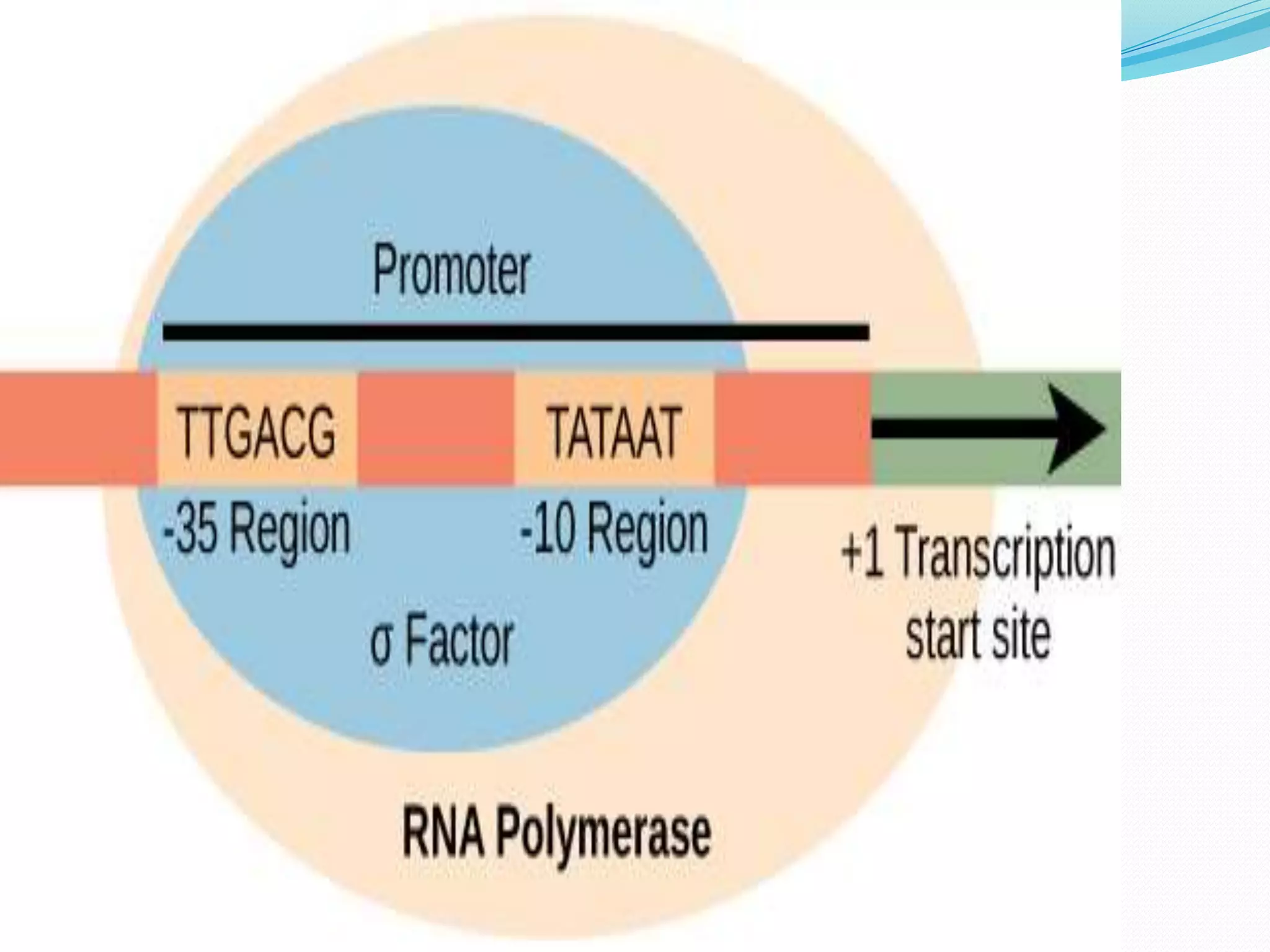 Transcription in prokaryotes | PPTX