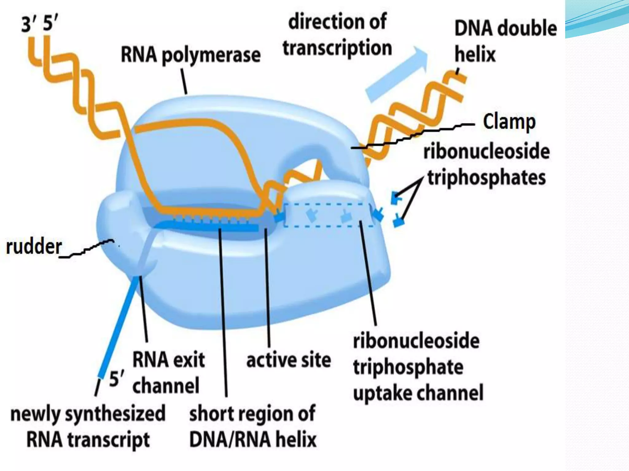 Transcription in prokaryotes | PPTX