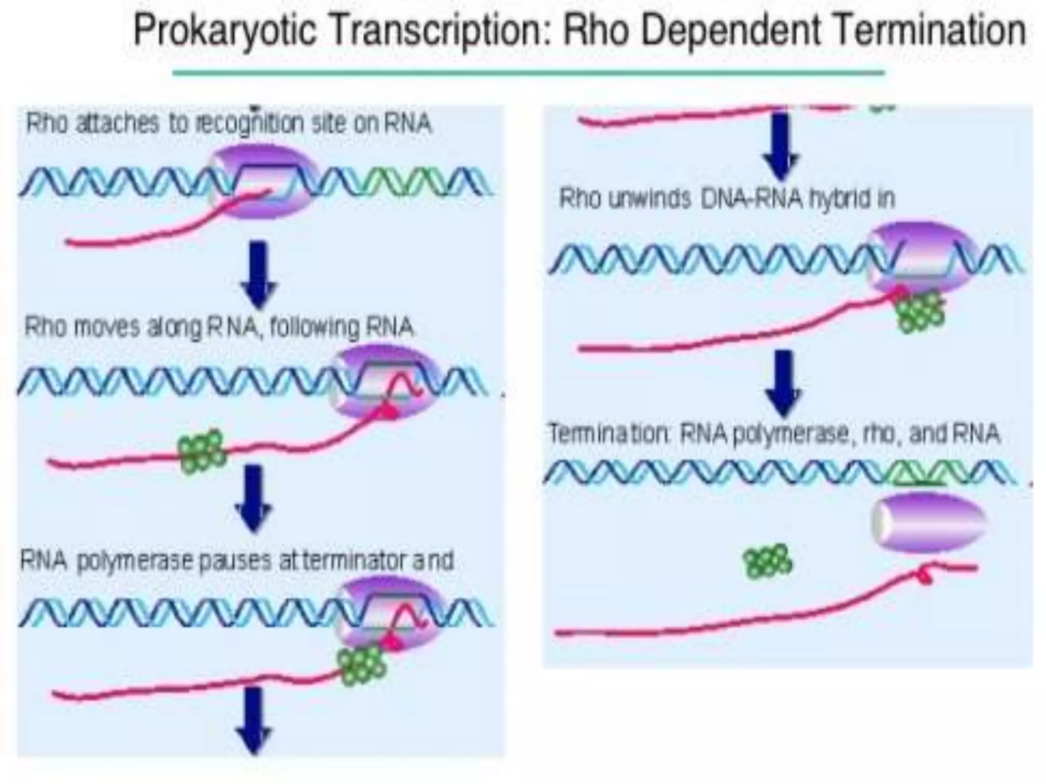 Transcription in prokaryotes | PPTX