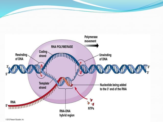 Transcription in prokaryotes | PPTX | Chemistry | Science