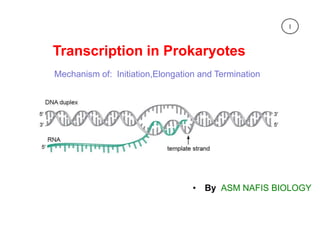 Transcription in Prokaryotes
Mechanism of: Initiation,Elongation and Termination
• By ASM NAFIS BIOLOGY
1
 