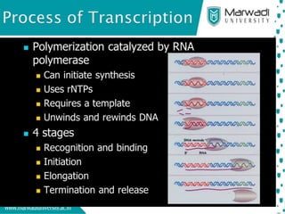 Transcription in Prokaryotes (Extended). | PPTX