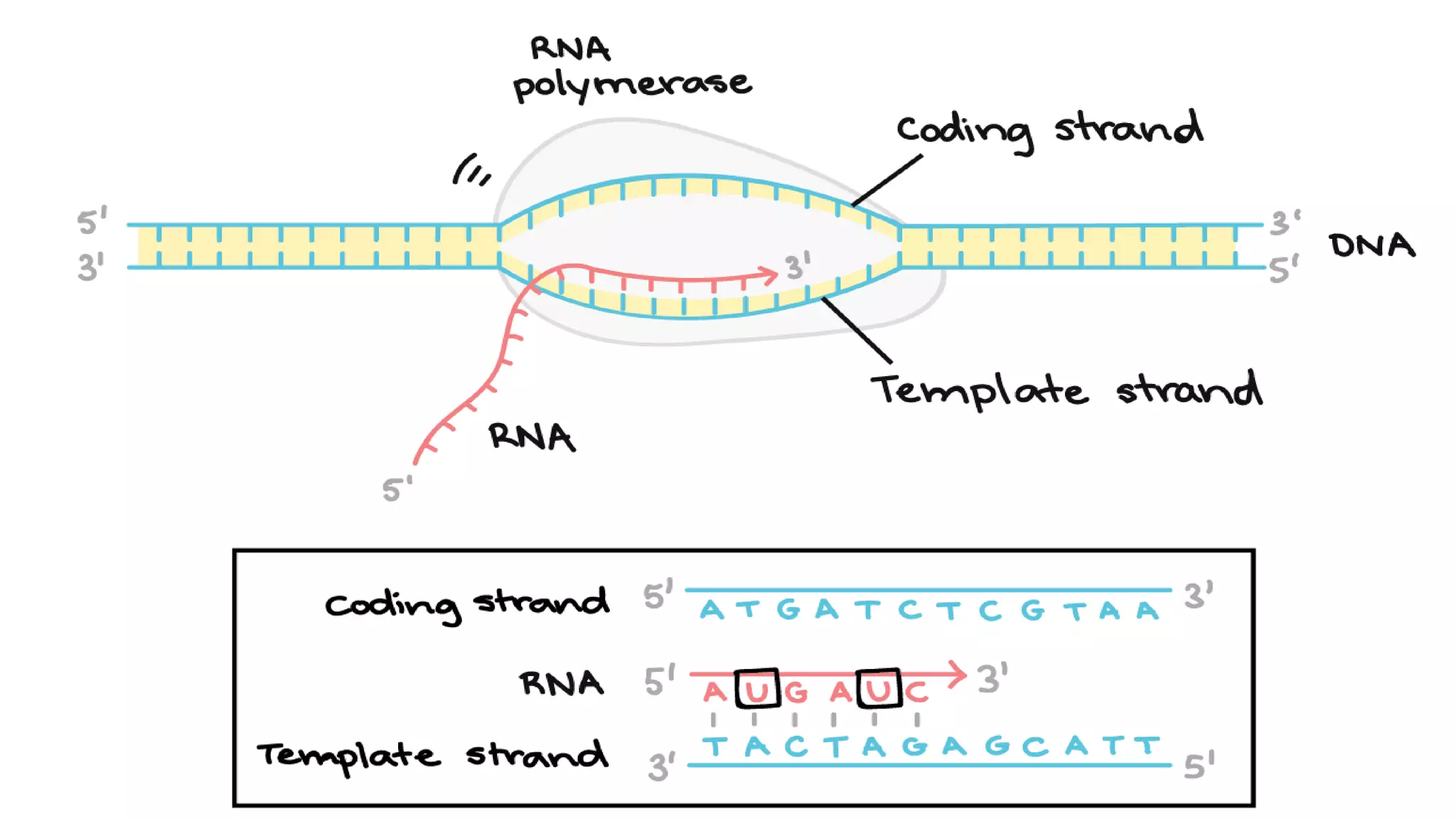Transcription in prokaryotes | PPTX