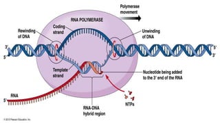 Transcription in prokaryotes | PPT