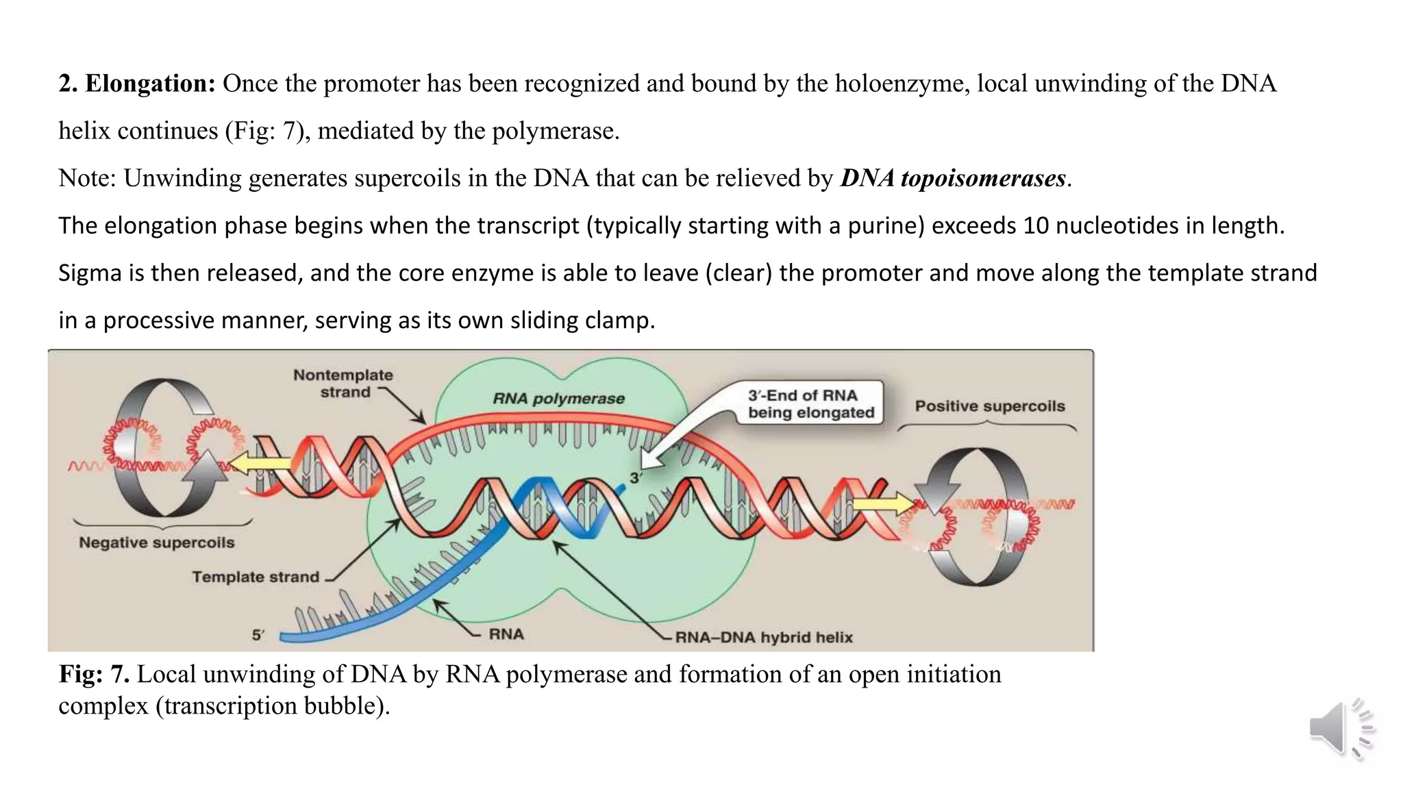 Transcription in prokaryotes | PPTX
