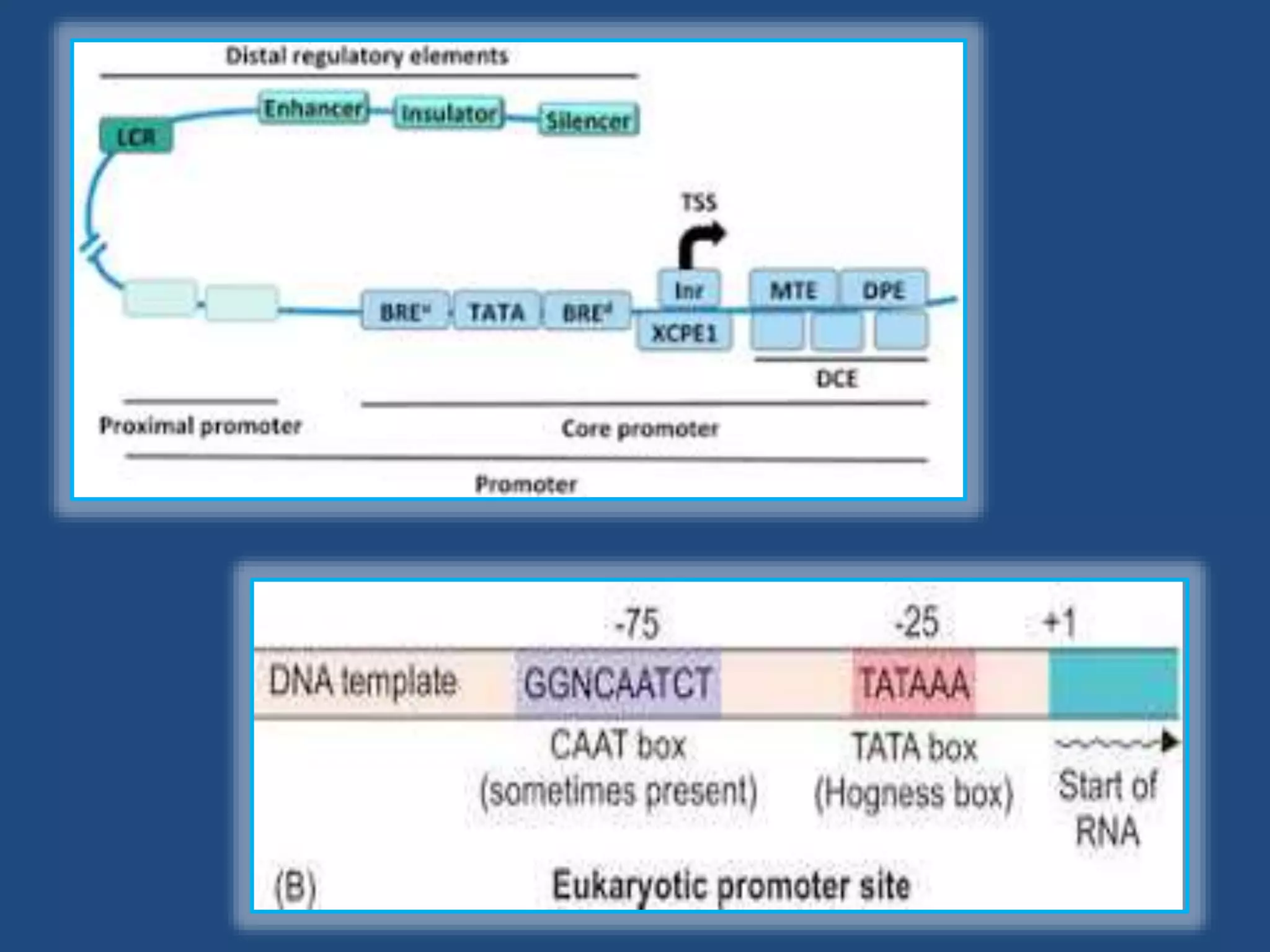 Transcription in prokaryotes | PPTX