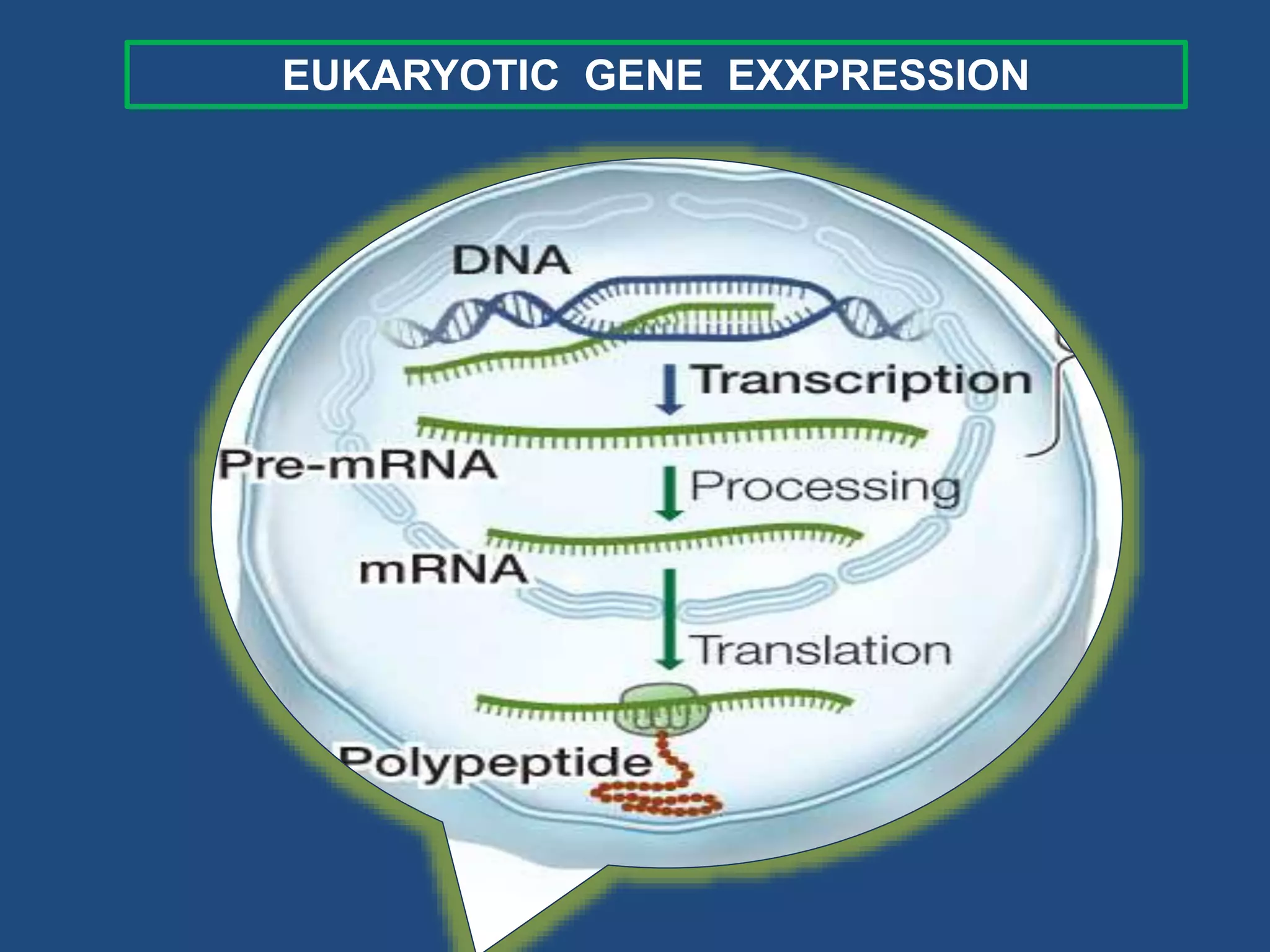Transcription in prokaryotes | PPTX