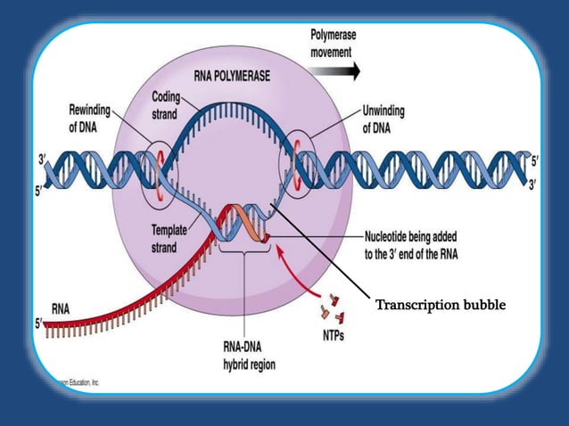 Transcription in prokaryotes | PPTX