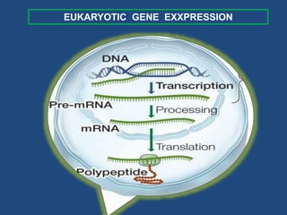Transcription in prokaryotes | PPTX