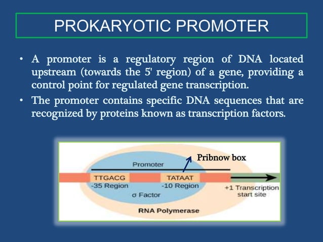 Transcription in prokaryotes | PPTX