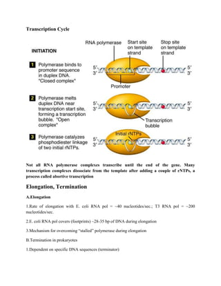 transcription in prokaryotes and RNA polymerase of prokaryotes | DOCX