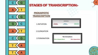 Transcription in Prokaryotes presentation | PDF