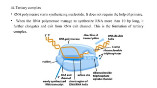 Comprehensive Overview of Prokaryotic Transcription Mechanisms and ...