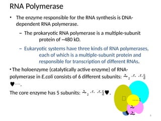 Comprehensive Overview of Transcription in Prokaryotes: Mechanisms and ...