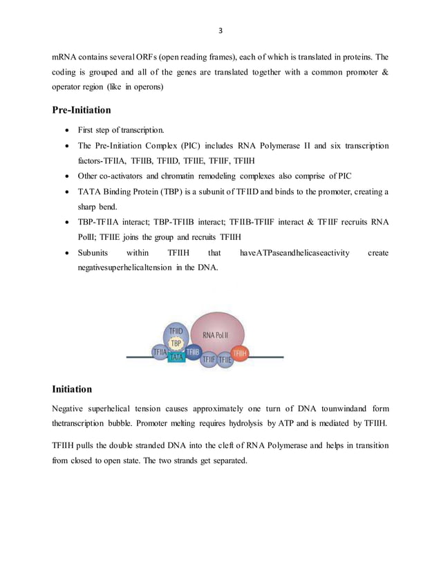 Transcription in prokaryotes and eukaryotes | DOCX | Chemistry | Science