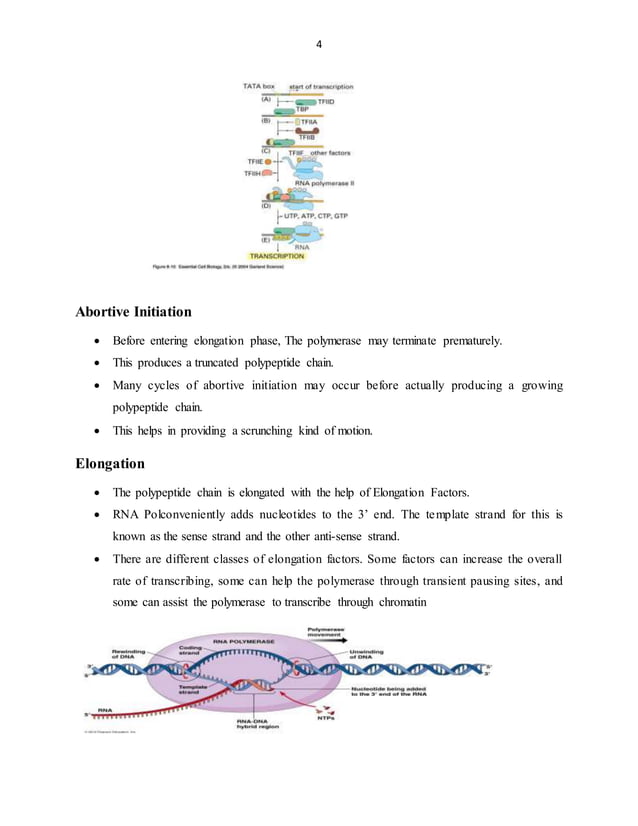 Transcription in prokaryotes and eukaryotes | DOCX | Chemistry | Science