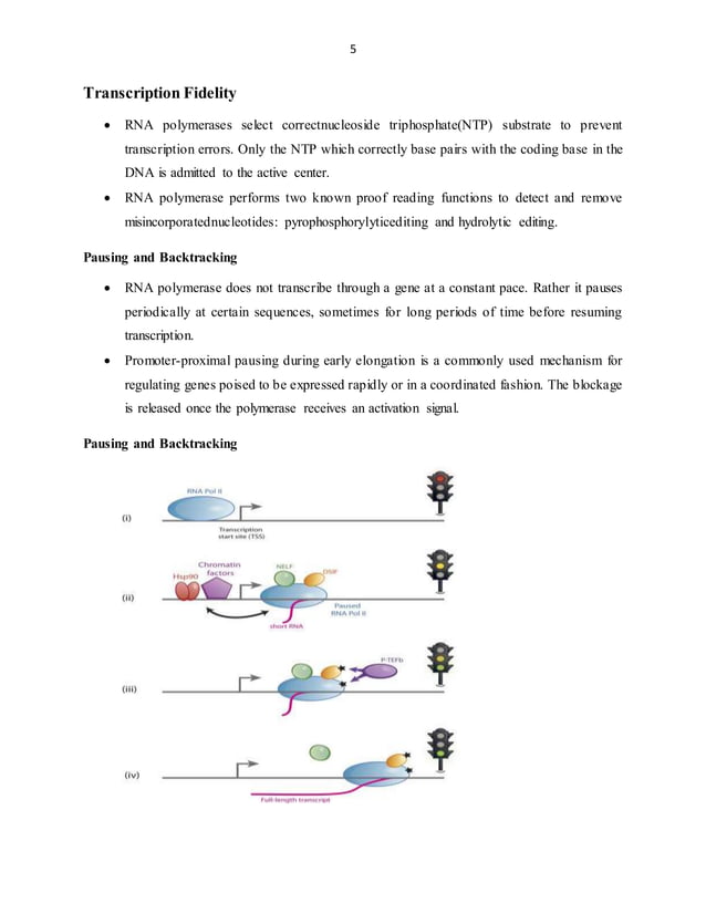 Transcription in prokaryotes and eukaryotes | DOCX | Chemistry | Science