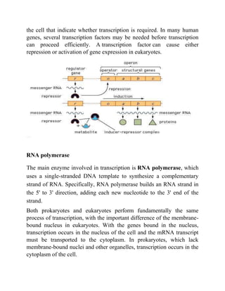 Transcription in prokaryotes and eukaryotes.pdf