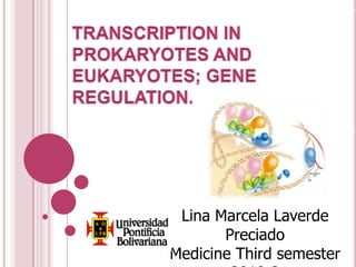 Transcription in prokaryotes and eukaryotes; gene Regulation.  Lina Marcela Laverde Preciado Medicine Third semester 2010-2 