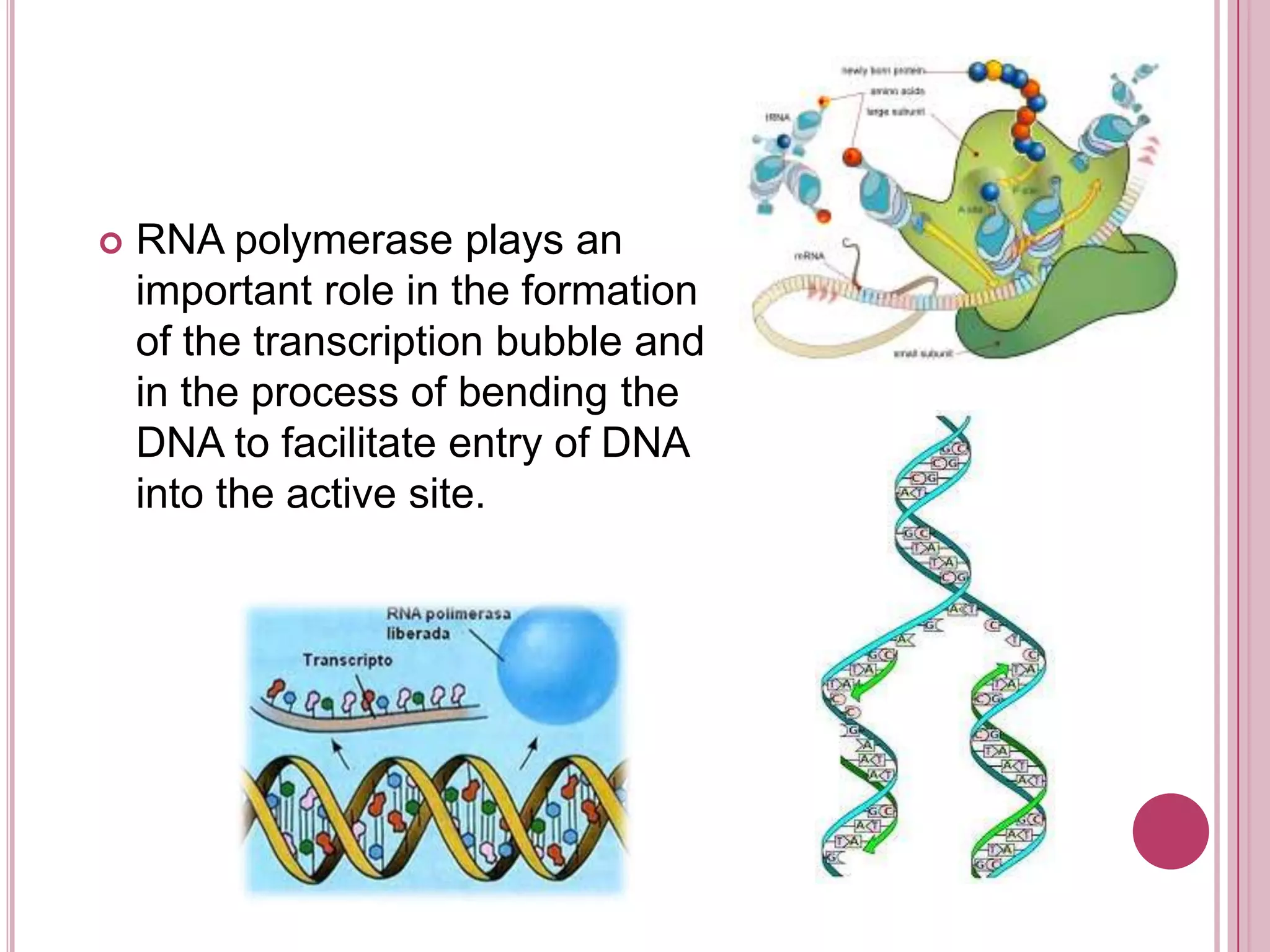 RNA polymerase plays an important role in the formation of the transcription bubble and in the process of bending the DNA to facilitate entry of DNA into the active site.