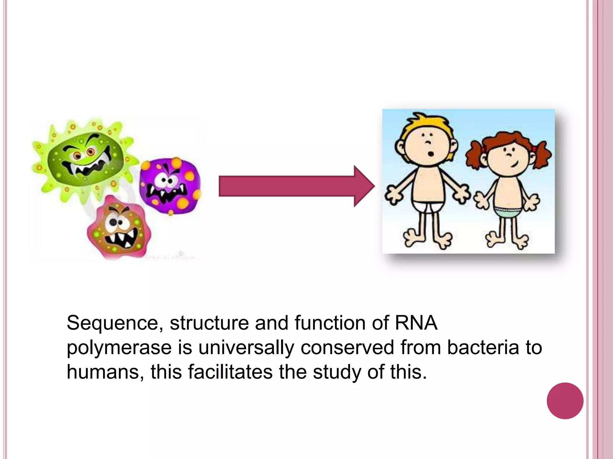 Sequence, structure and function of RNA polymerase is universally conserved from bacteria to humans, this facilitates the study of this.
