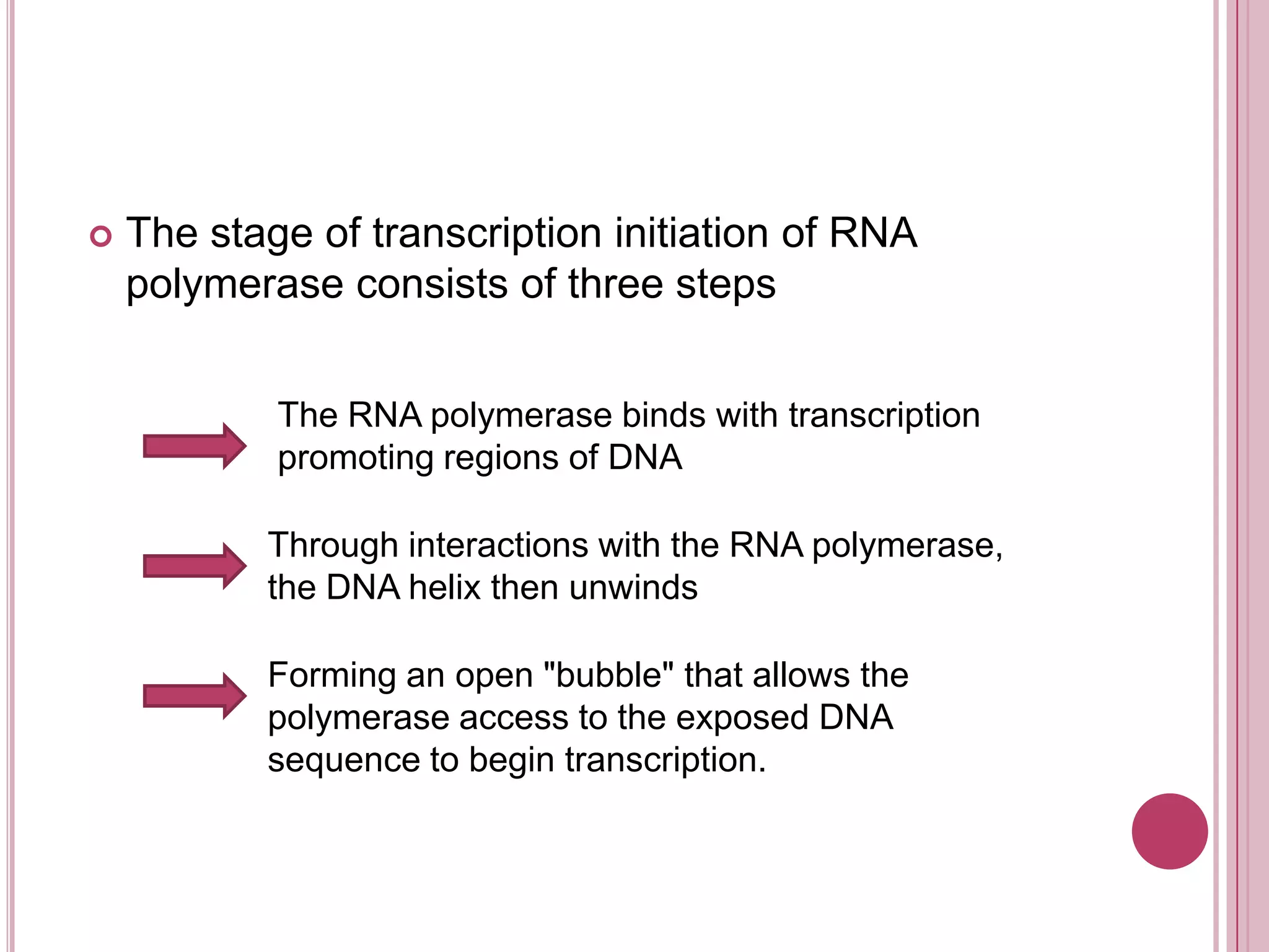 The stage of transcription initiation of RNA polymerase consists of three stepsThe RNA polymerase binds with transcription promoting regions of DNAThrough interactions with the RNA polymerase, the DNA helix then unwindsForming an open "bubble" that allows the polymerase access to the exposed DNA sequence to begin transcription.