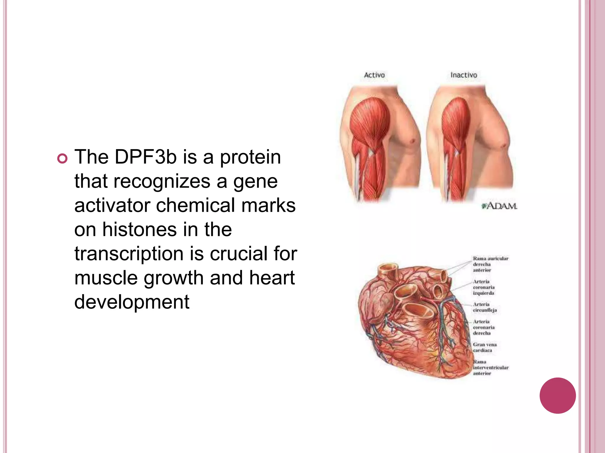 The DPF3b is a protein that recognizes a gene activator chemical marks on histones in the transcription is crucial for muscle growth and heart development