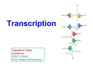 Transcription
Tapeshwar Yadav
(Lecturer)
BMLT, DNHE,
M.Sc. Medical Biochemistry
 