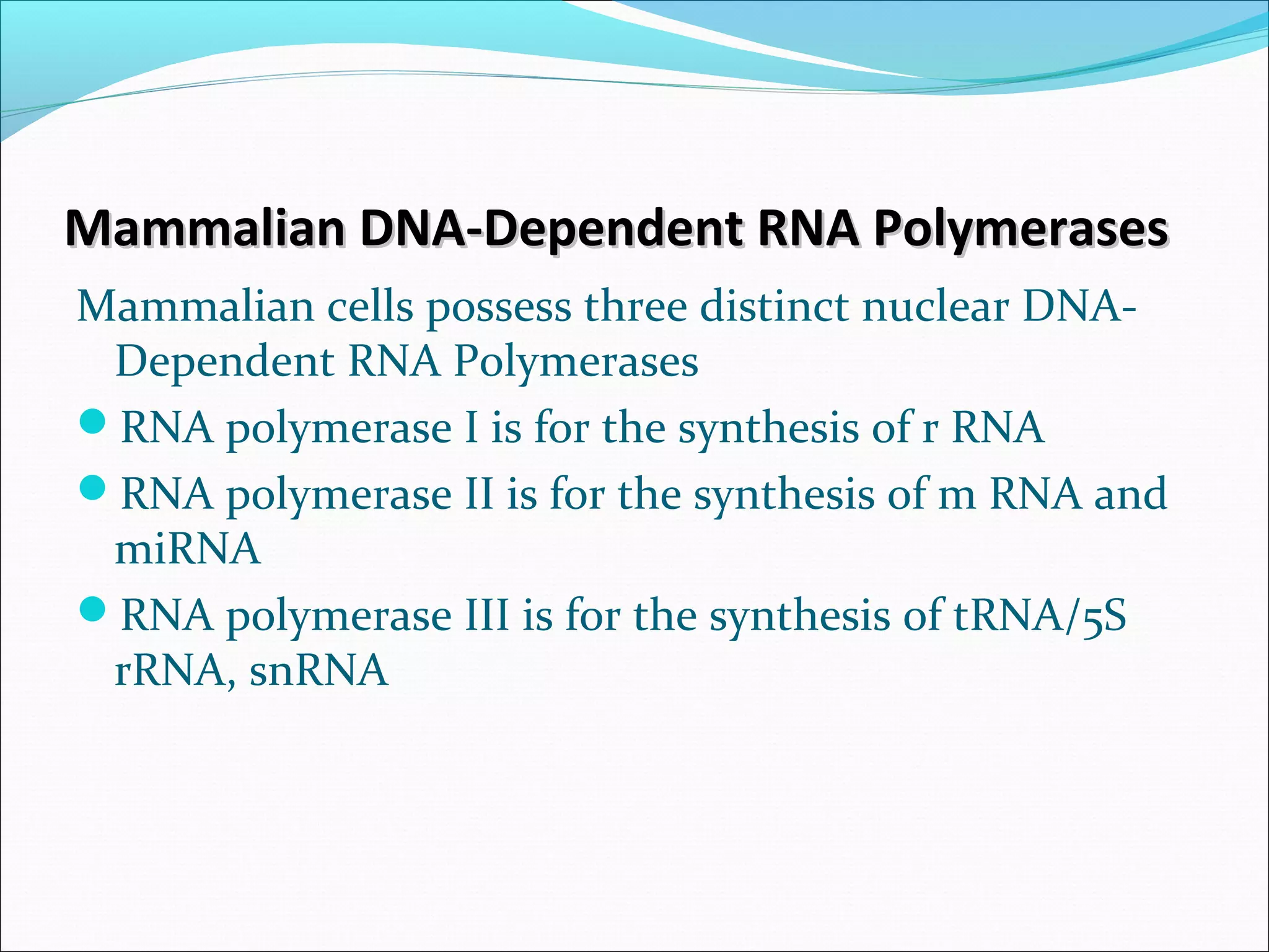 Mammalian DNA-Dependent RNA PolymerasesMammalian DNA-Dependent RNA Polymerases
Mammalian cells possess three distinct nuclear DNA-
Dependent RNA Polymerases
RNA polymerase I is for the synthesis of r RNA
RNA polymerase II is for the synthesis of m RNA and
miRNA
RNA polymerase III is for the synthesis of tRNA/5S
rRNA, snRNA
 