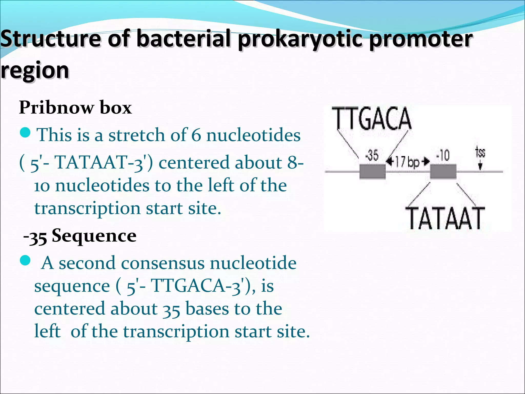 Pribnow box
This is a stretch of 6 nucleotides
( 5'- TATAAT-3') centered about 8-
10 nucleotides to the left of the
transcription start site.
-35 Sequence
 A second consensus nucleotide
sequence ( 5'- TTGACA-3'), is
centered about 35 bases to the
left of the transcription start site.
Structure of bacterial prokaryotic promoterStructure of bacterial prokaryotic promoter
regionregion
 