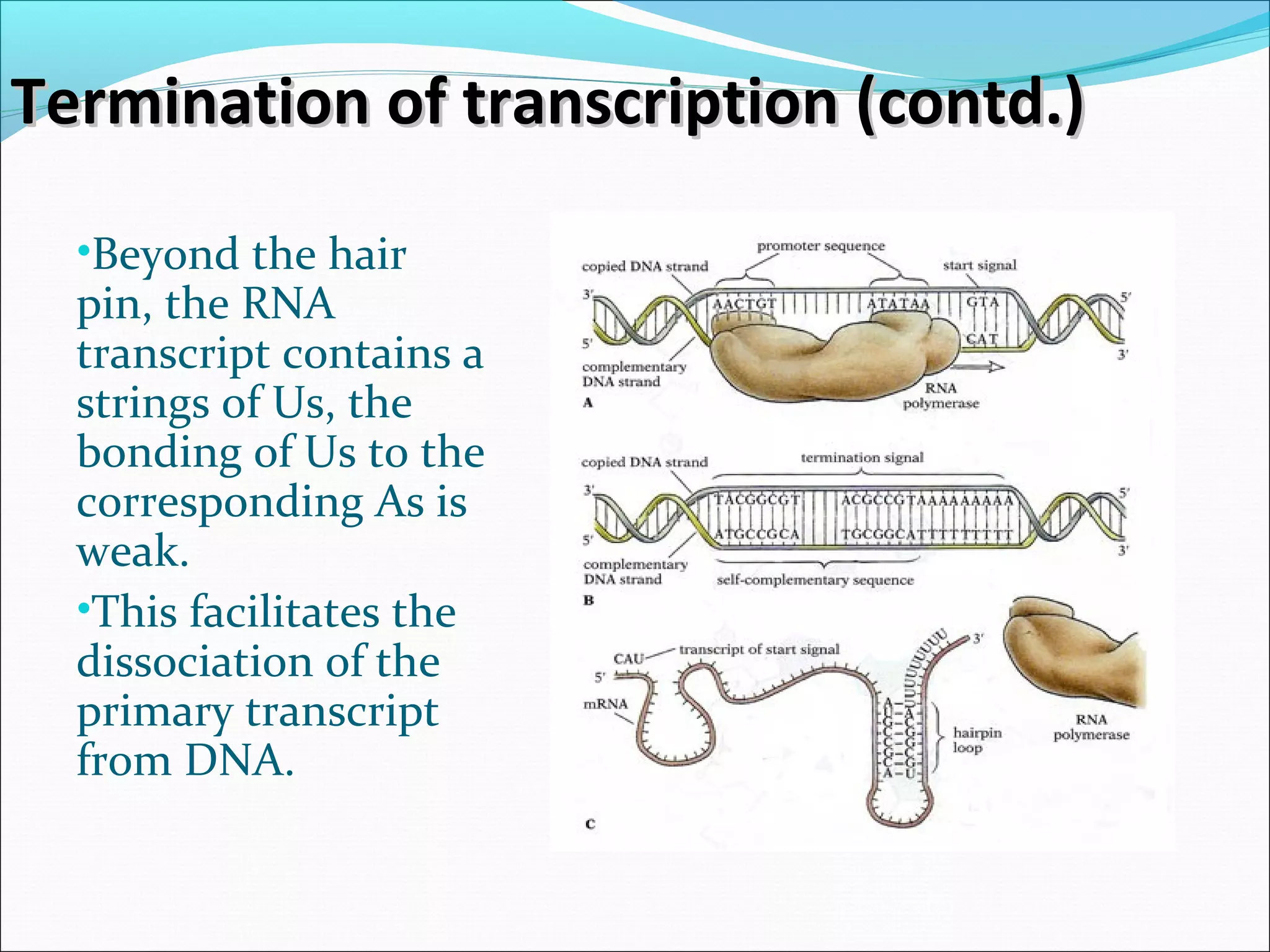 Termination of transcription (contd.)Termination of transcription (contd.)
•Beyond the hair
pin, the RNA
transcript contains a
strings of Us, the
bonding of Us to the
corresponding As is
weak.
•This facilitates the
dissociation of the
primary transcript
from DNA.
 