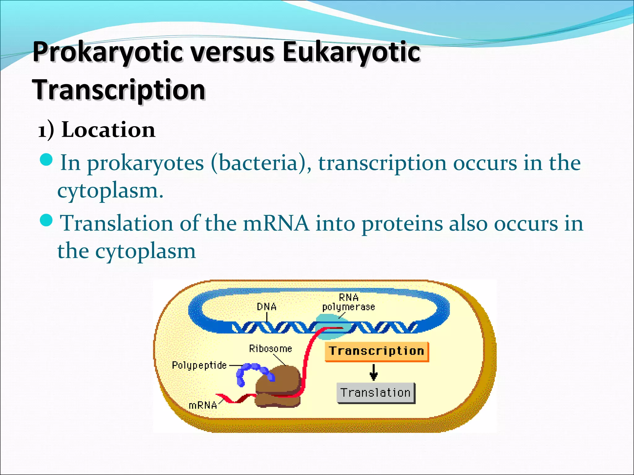 Prokaryotic versus EukaryoticProkaryotic versus Eukaryotic
TranscriptionTranscription
1) Location
In prokaryotes (bacteria), transcription occurs in the
cytoplasm.
Translation of the mRNA into proteins also occurs in
the cytoplasm
 