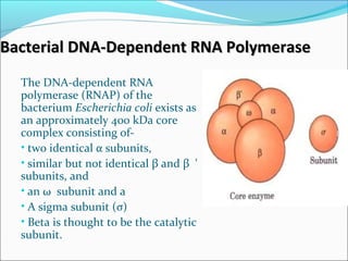 Bacterial DNA-Dependent RNA PolymeraseBacterial DNA-Dependent RNA Polymerase
The DNA-dependent RNA
polymerase (RNAP) of the
bacterium Escherichia coli exists as
an approximately 400 kDa core
complex consisting of-
• two identical α subunits,
• similar but not identical β and β '
subunits, and
• an ω subunit and a
• A sigma subunit (σ)
• Beta is thought to be the catalytic
subunit.
 
